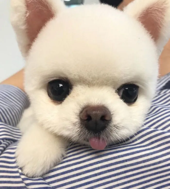 Adorable puppy with fluffy white fur resting its head on a striped surface, showcasing its cuteness.