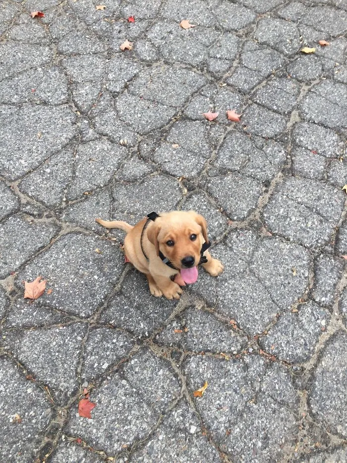 Cute puppy sitting on cracked pavement, tongue out.