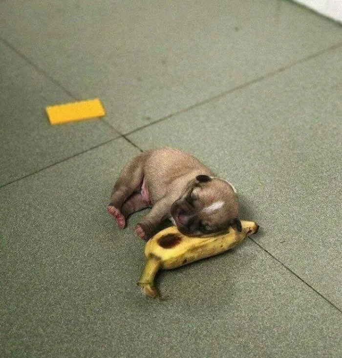 Puppy Sleeping On A Banana