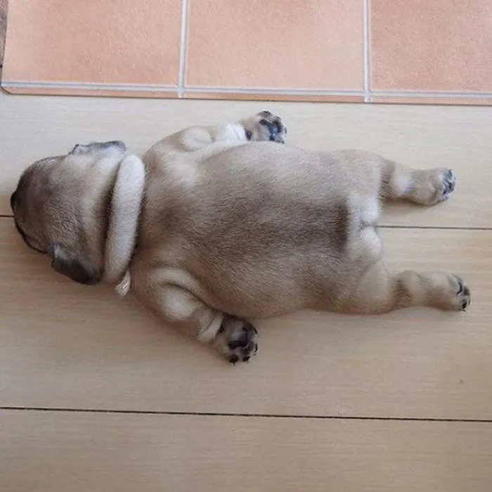 Floofy Pupper Resting