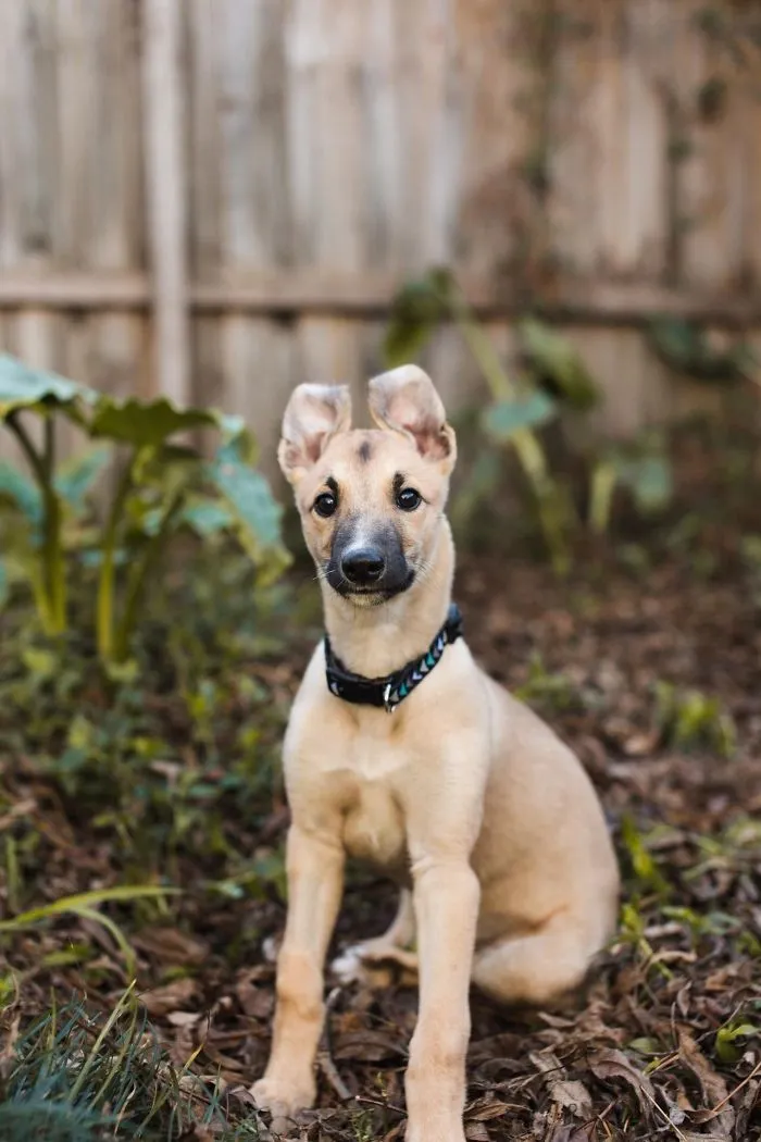 Cute puppy sitting in a garden with alert ears and a curious gaze.