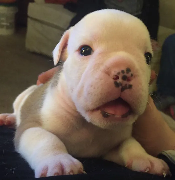Cute puppy with a spotted nose, looking into the camera with curious eyes on a cozy couch.