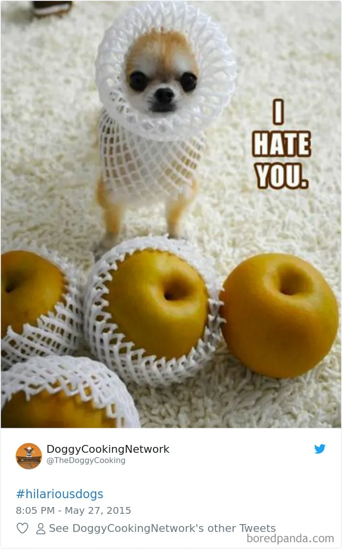 233 Funny Dog Tweets Every Dog Owner Should See ASAP