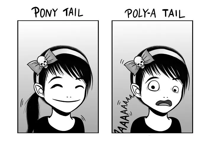 Polyadenylation