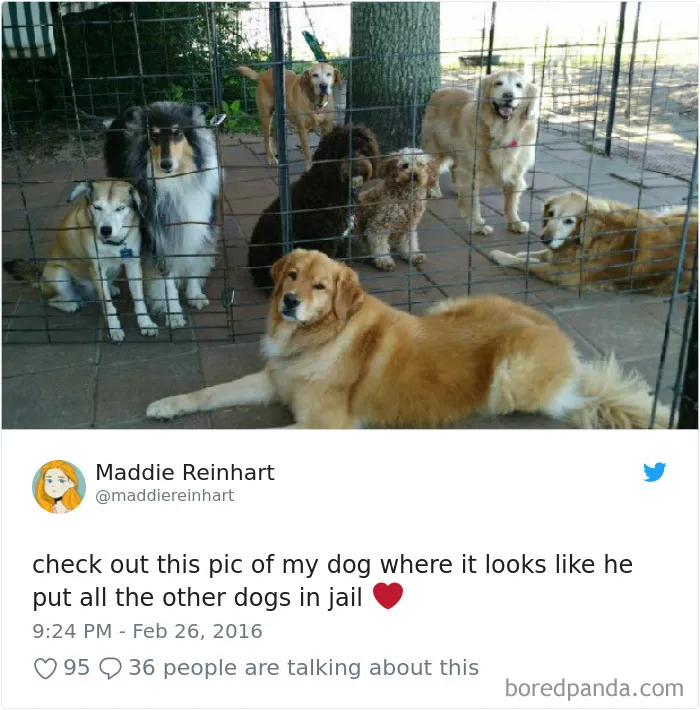 233 Funny Dog Tweets Every Dog Owner Should See ASAP
