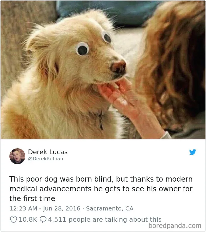 233 Funny Dog Tweets Every Dog Owner Should See ASAP