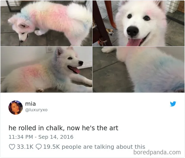 233 Funny Dog Tweets Every Dog Owner Should See ASAP