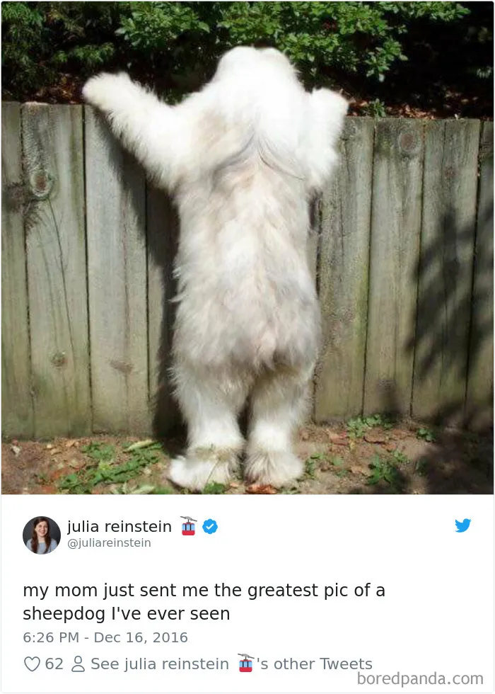 233 Funny Dog Tweets Every Dog Owner Should See ASAP
