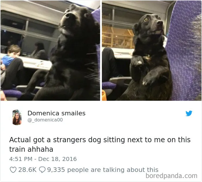233 Funny Dog Tweets Every Dog Owner Should See ASAP