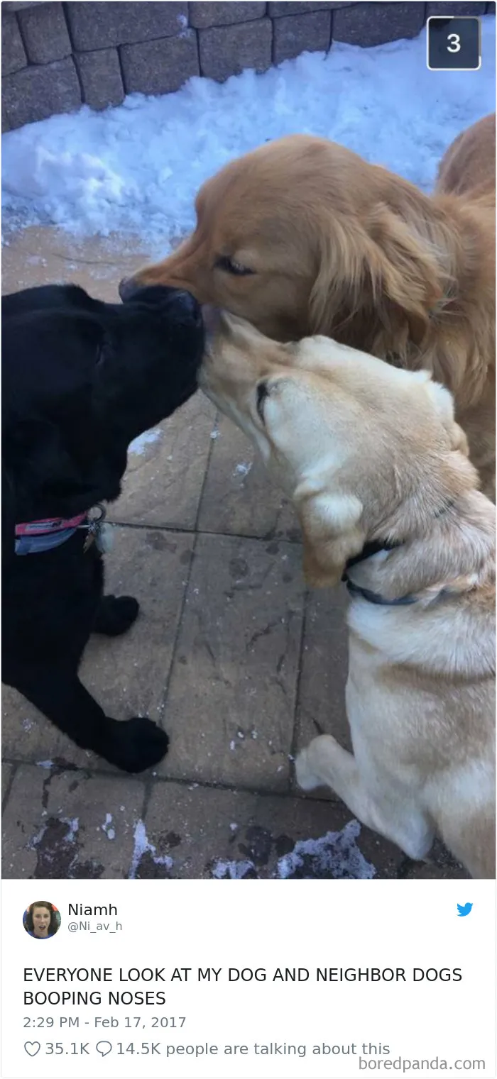 233 Funny Dog Tweets Every Dog Owner Should See ASAP