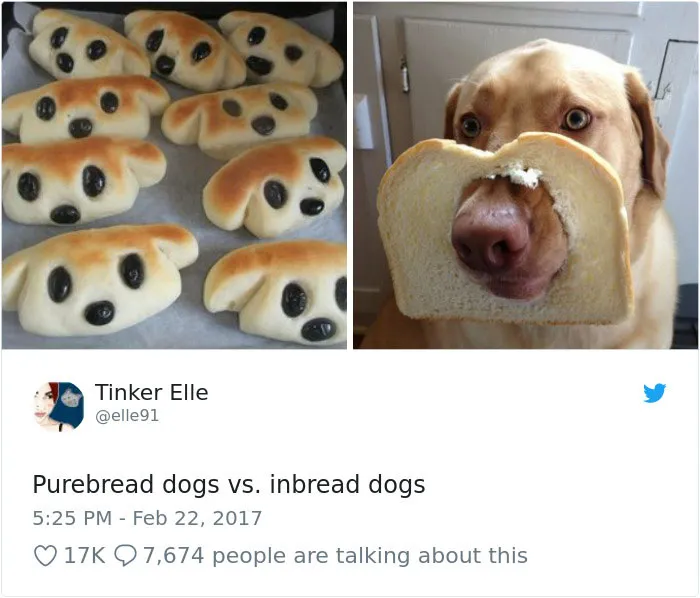 233 Funny Dog Tweets Every Dog Owner Should See ASAP