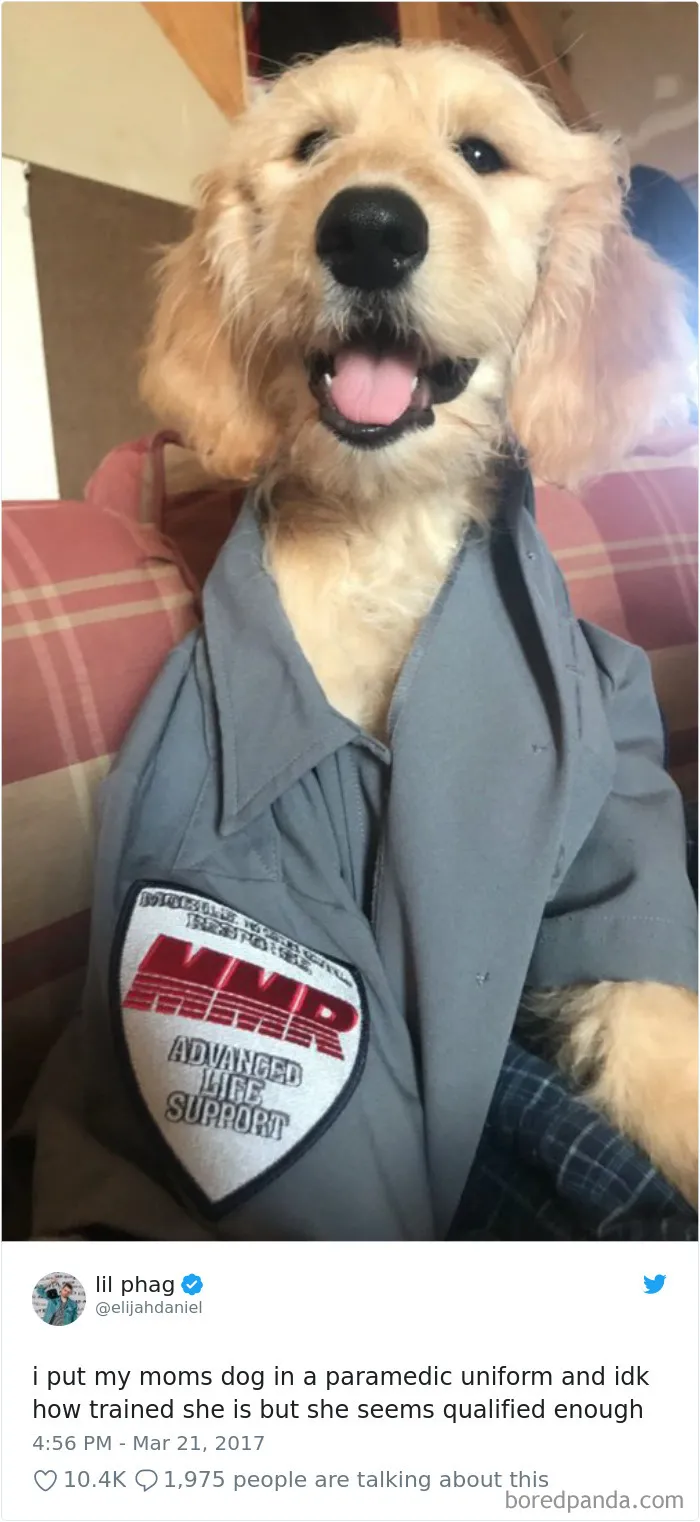 233 Funny Dog Tweets Every Dog Owner Should See ASAP