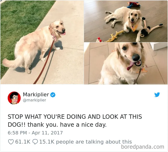 233 Funny Dog Tweets Every Dog Owner Should See ASAP