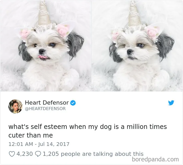 233 Funny Dog Tweets Every Dog Owner Should See ASAP