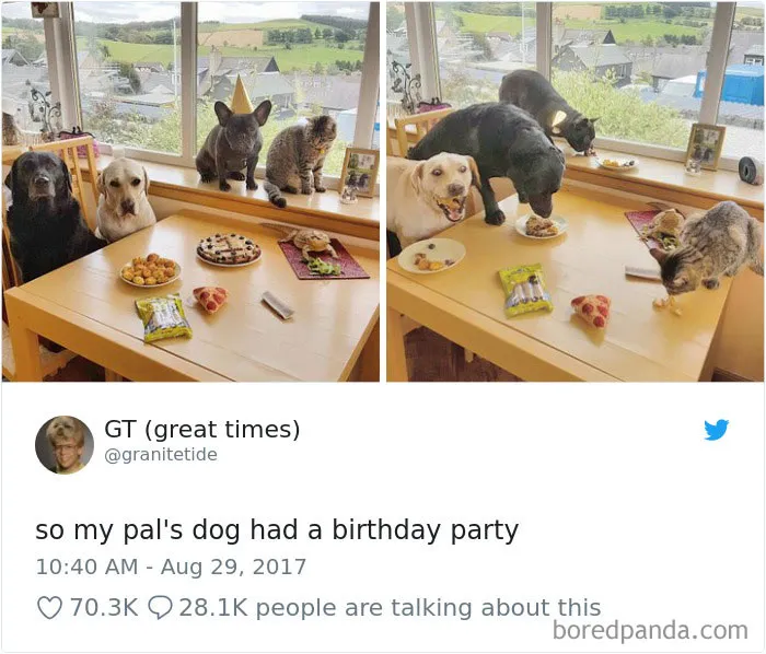 233 Funny Dog Tweets Every Dog Owner Should See ASAP