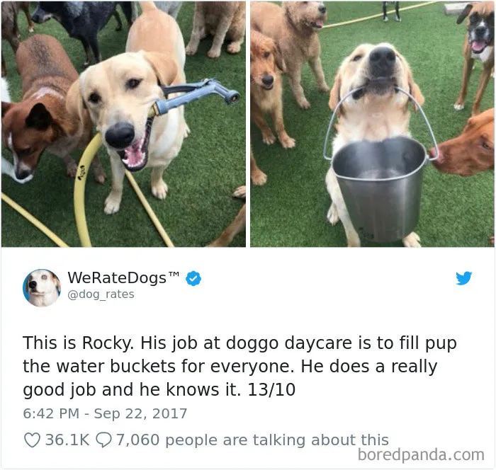 233 Funny Dog Tweets Every Dog Owner Should See ASAP