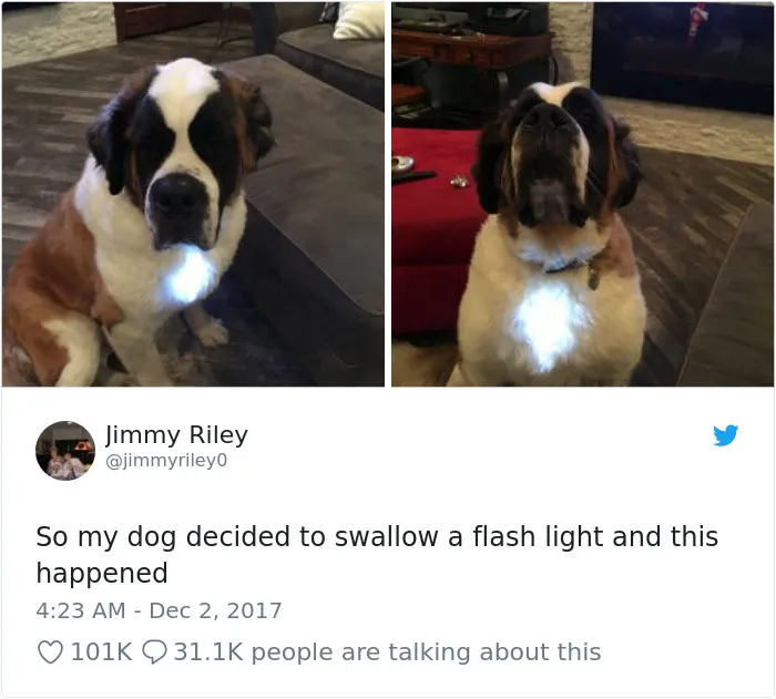 233 Funny Dog Tweets Every Dog Owner Should See ASAP