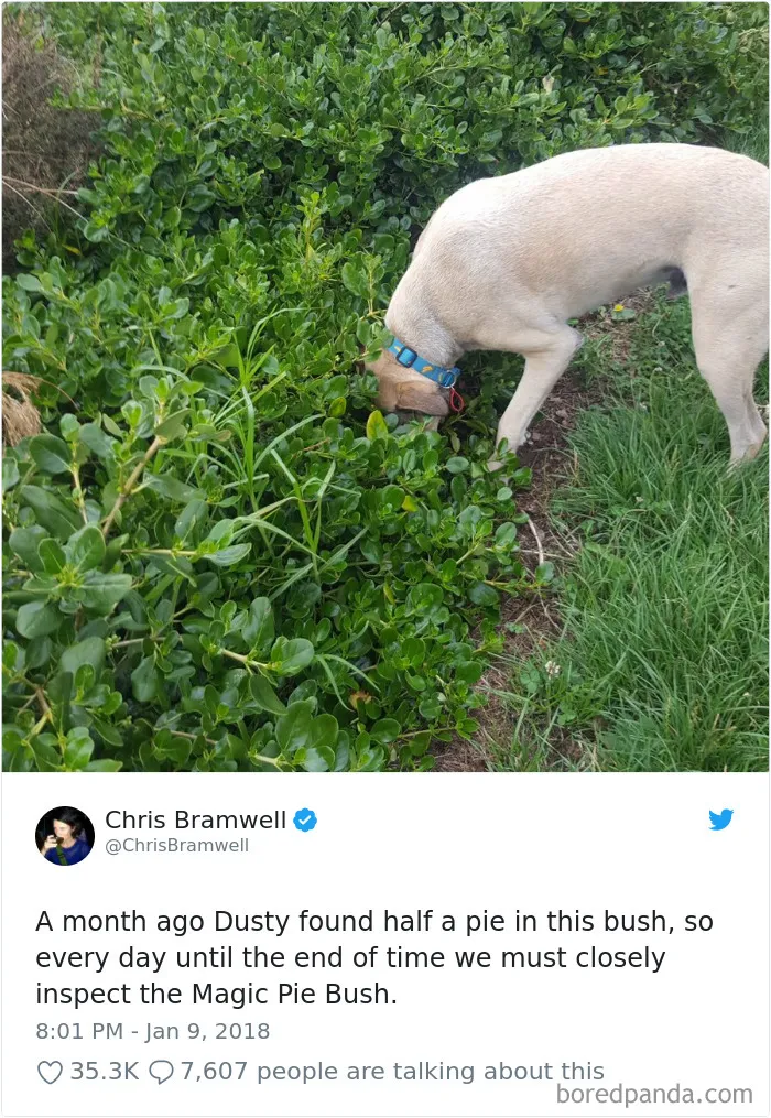 233 Funny Dog Tweets Every Dog Owner Should See ASAP