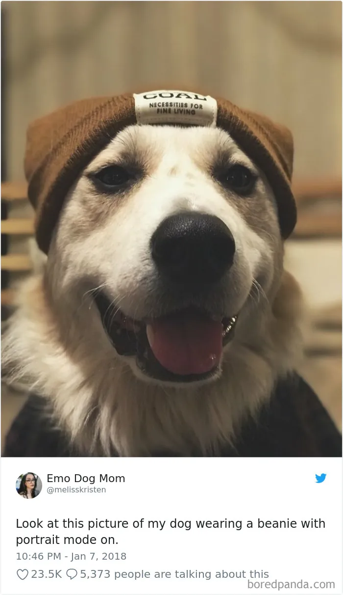 233 Funny Dog Tweets Every Dog Owner Should See ASAP
