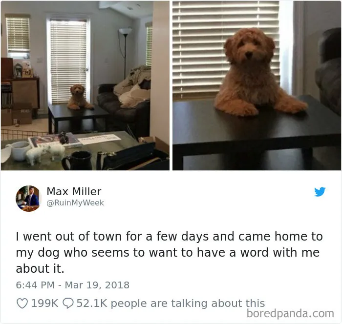 233 Funny Dog Tweets Every Dog Owner Should See ASAP