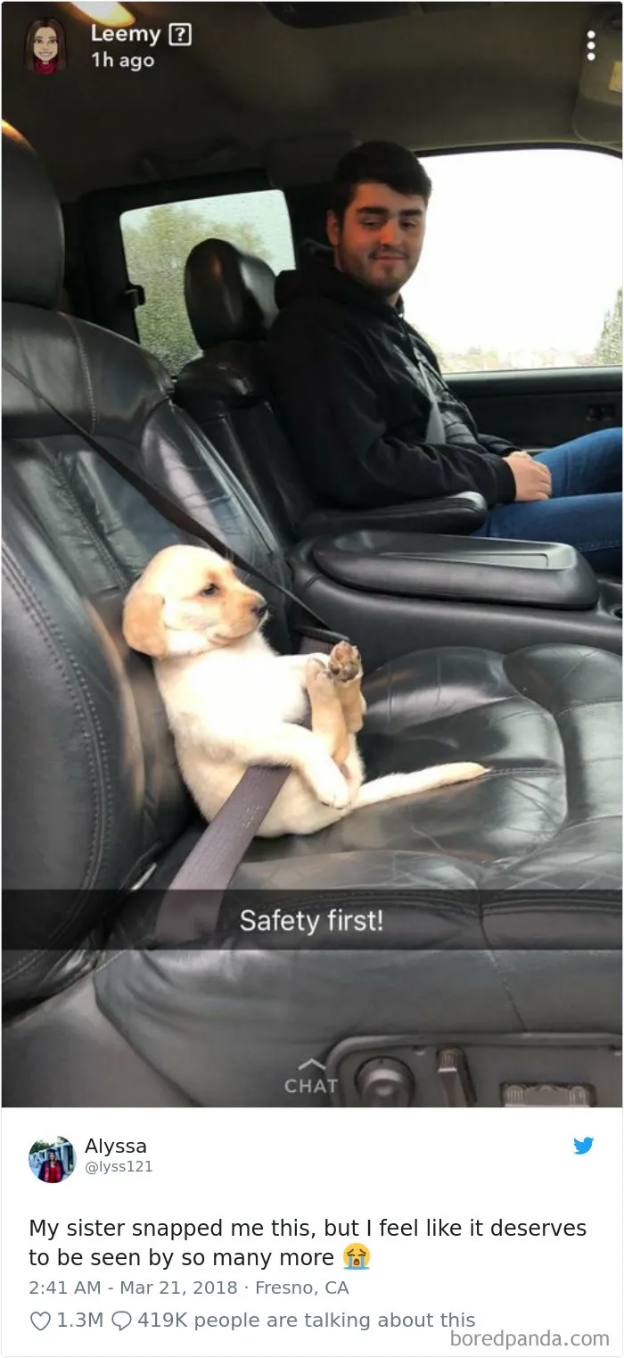 233 Funny Dog Tweets Every Dog Owner Should See ASAP
