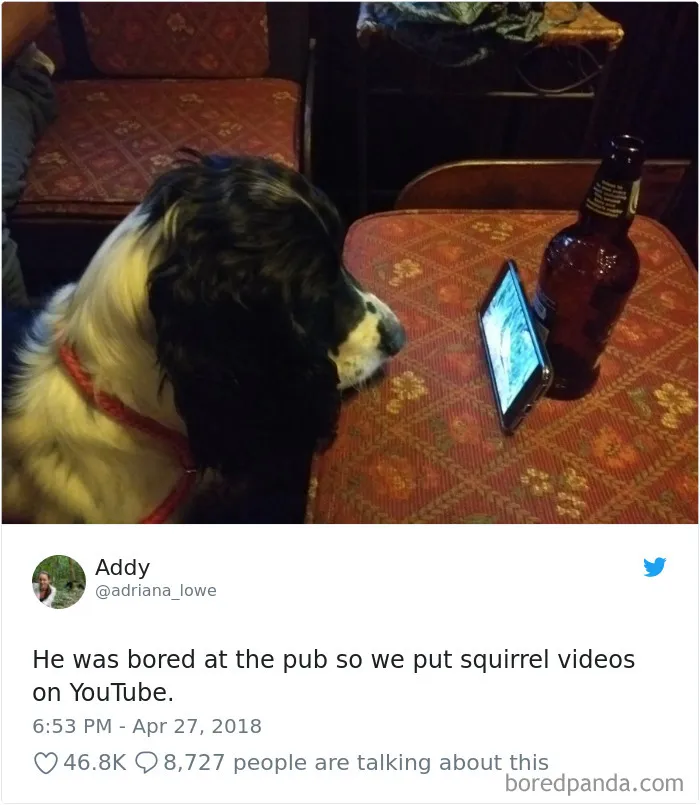 233 Funny Dog Tweets Every Dog Owner Should See ASAP