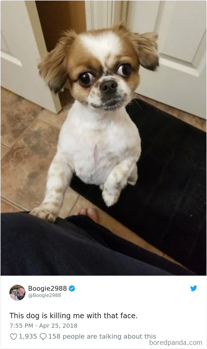 233 Funny Dog Tweets Every Dog Owner Should See ASAP