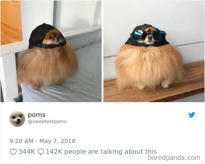 233 Funny Dog Tweets Every Dog Owner Should See ASAP