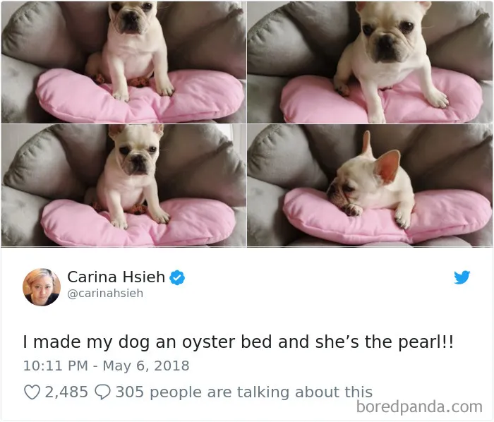 233 Funny Dog Tweets Every Dog Owner Should See ASAP