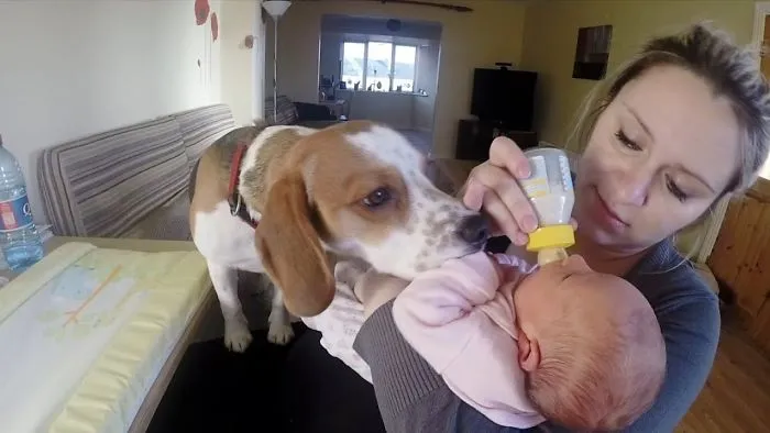 We Never Had To Teach Our Dog How To Love Our Baby