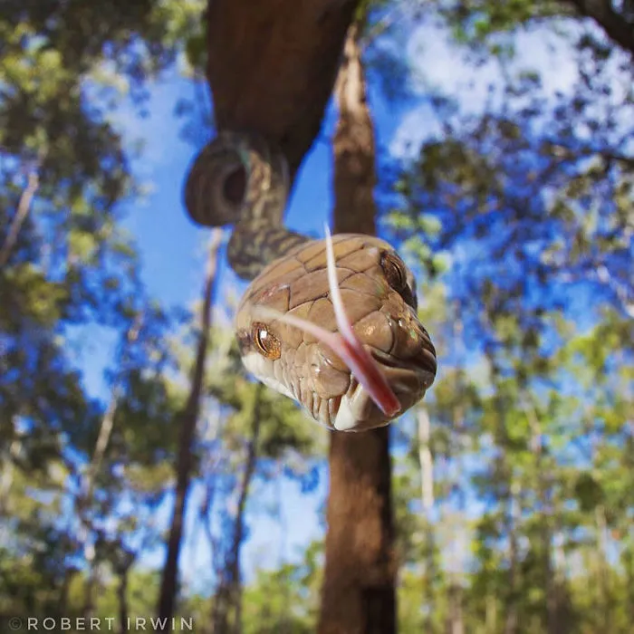 Steve Irwin's 14-Year-Old Son Is An Award-Winning Photographer And Here Are 50 Photos To Prove It