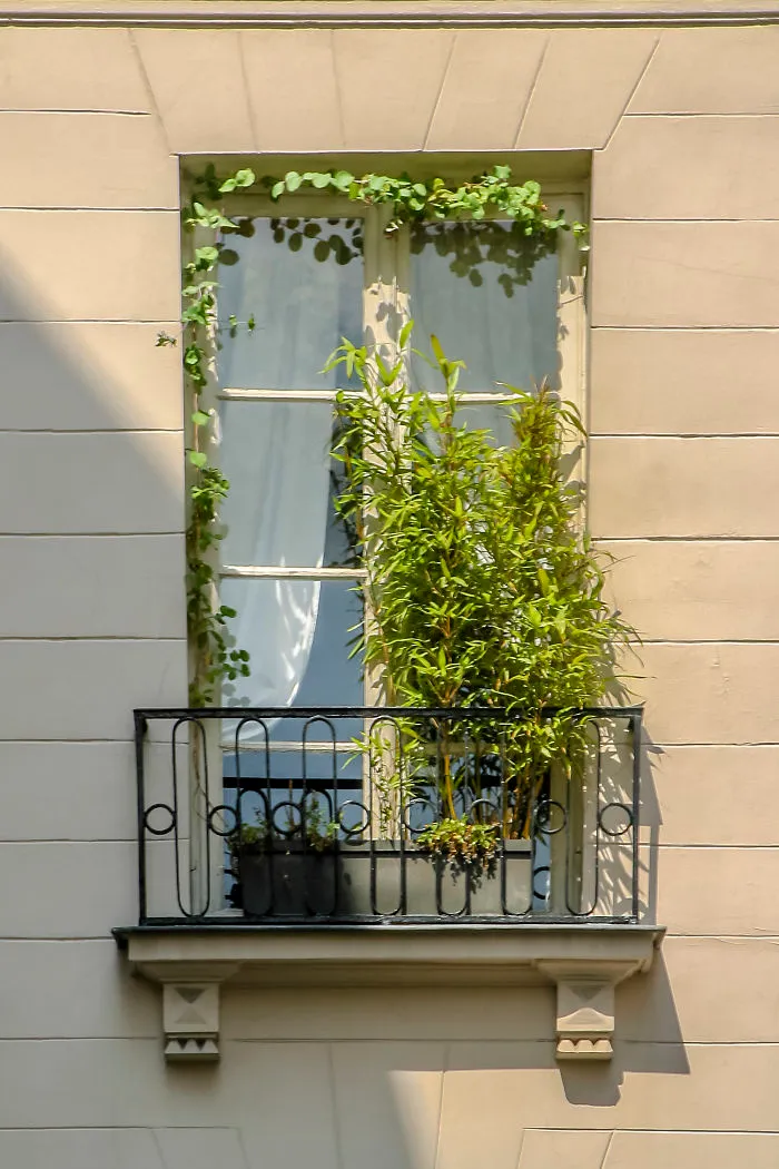 Flowery Windows