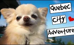 Chihuahua Cedric Explores Quebec City