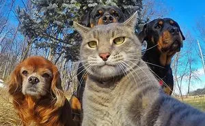 20 Animals That Are Better At Selfies Than You Are