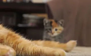 Cat Meets Kitten For The First Time (7 Steps Of Acceptance)