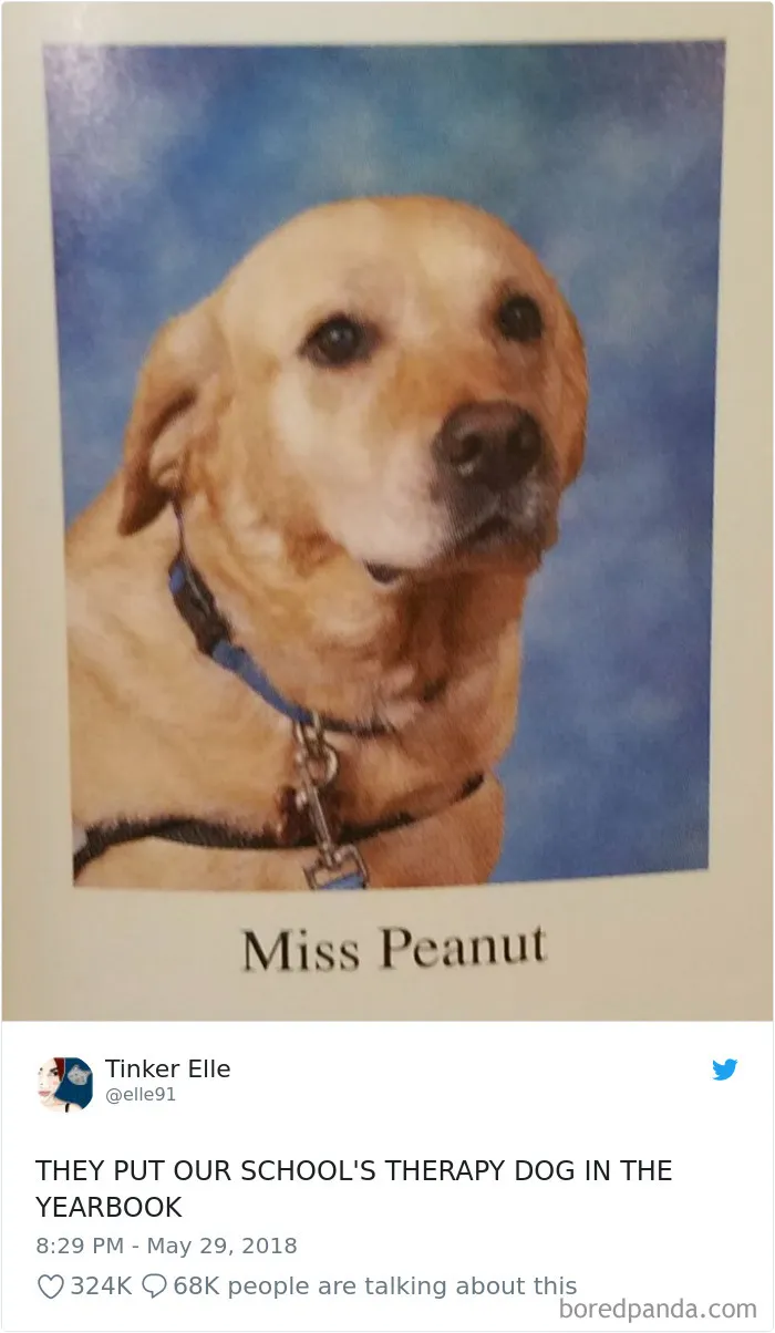 233 Funny Dog Tweets Every Dog Owner Should See ASAP