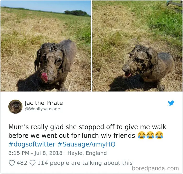 233 Funny Dog Tweets Every Dog Owner Should See ASAP