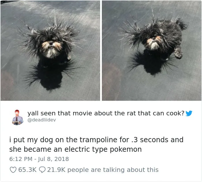 233 Funny Dog Tweets Every Dog Owner Should See ASAP