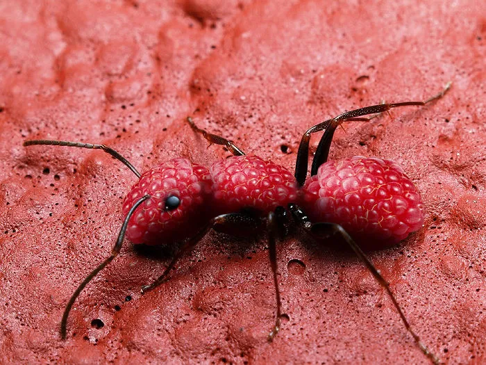 Photoshop Artists Combine Animals And Plants Into One Interesting Object