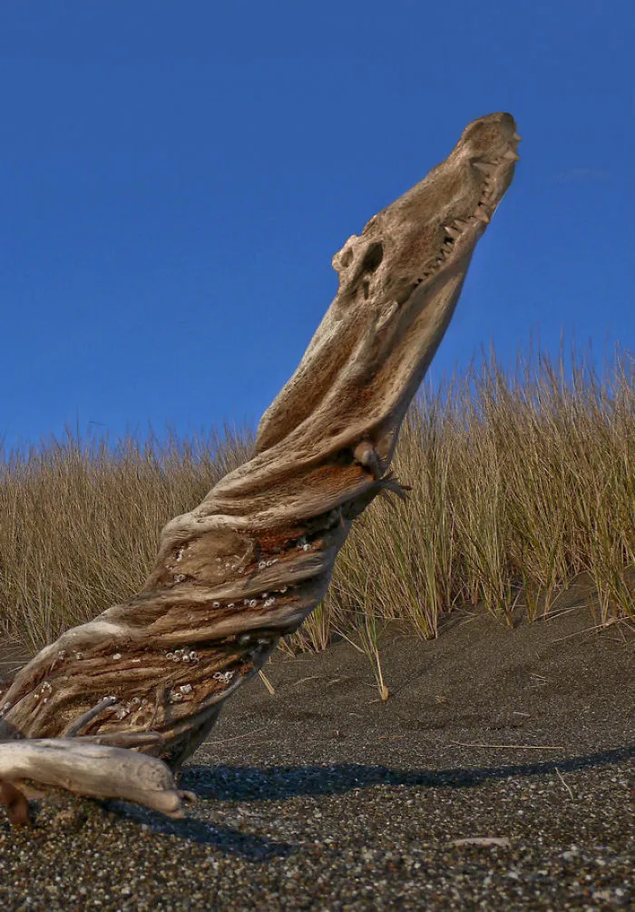 Photoshop Artists Combine Animals And Plants Into One Interesting Object