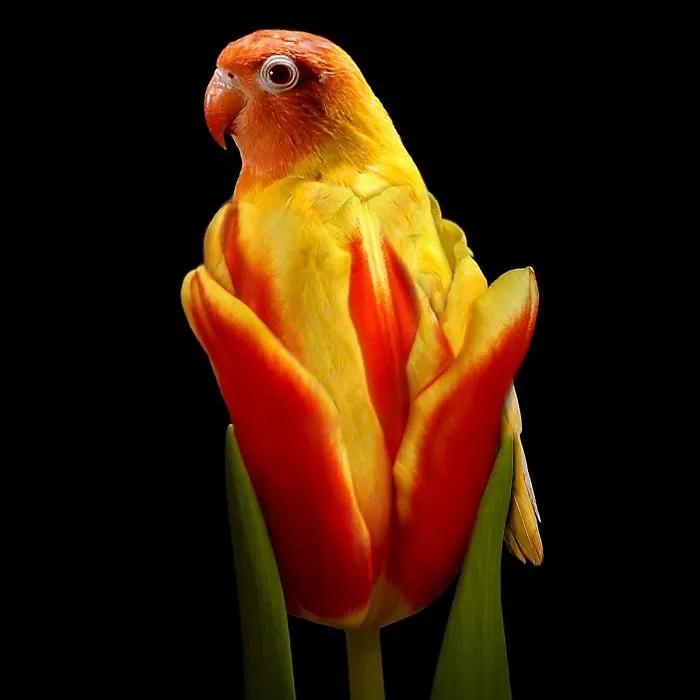 Photoshop Artists Combine Animals And Plants Into One Interesting Object
