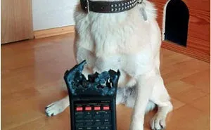233 Funny Dog Tweets Every Dog Owner Should See ASAP