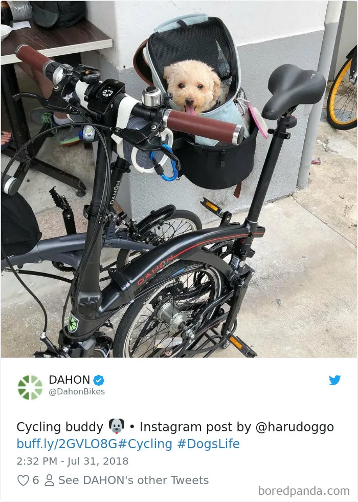 233 Funny Dog Tweets Every Dog Owner Should See ASAP