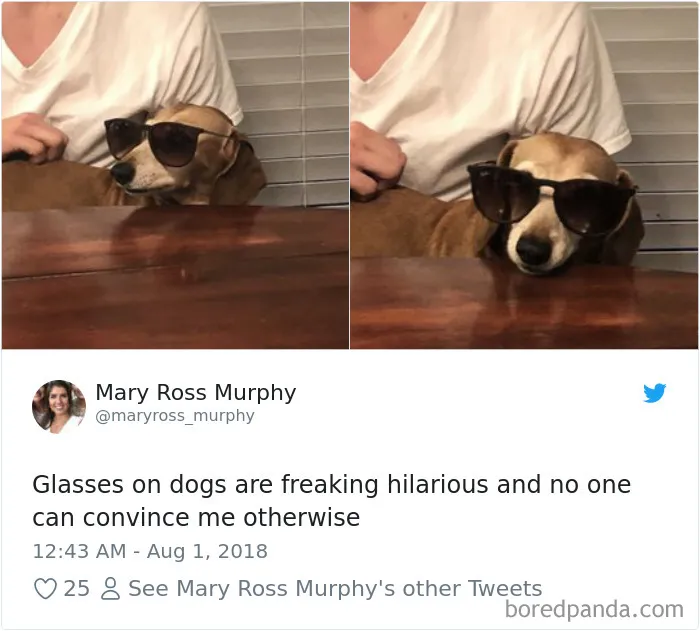 233 Funny Dog Tweets Every Dog Owner Should See ASAP