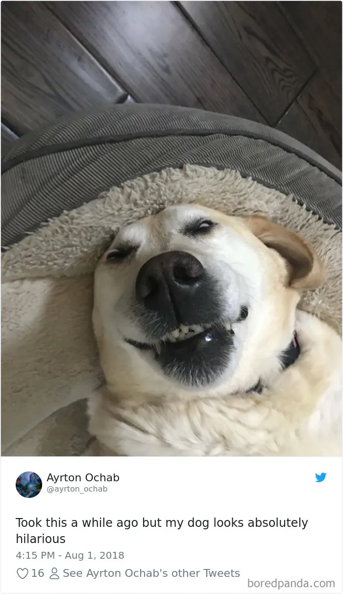 233 Funny Dog Tweets Every Dog Owner Should See ASAP