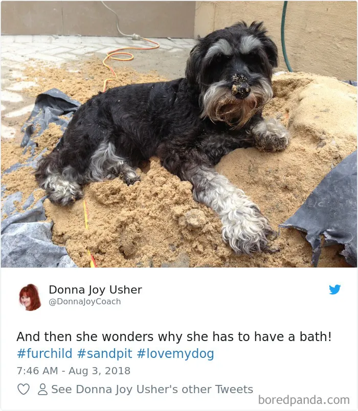 233 Funny Dog Tweets Every Dog Owner Should See ASAP