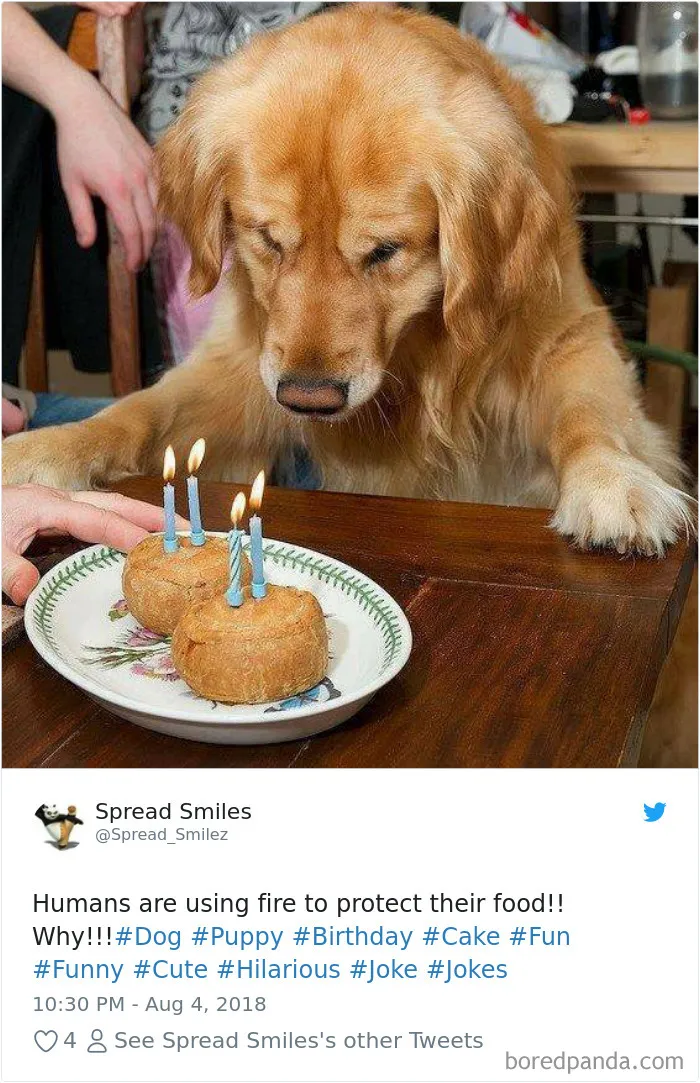 233 Funny Dog Tweets Every Dog Owner Should See ASAP