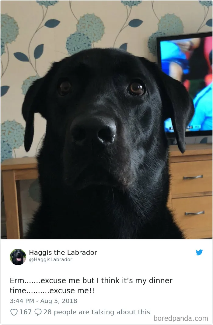 233 Funny Dog Tweets Every Dog Owner Should See ASAP