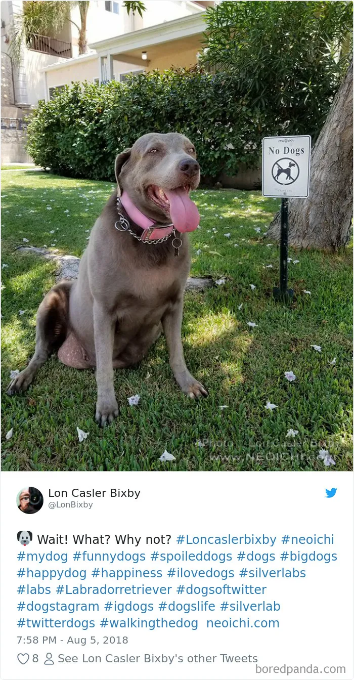 233 Funny Dog Tweets Every Dog Owner Should See ASAP