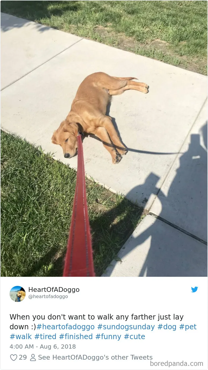 233 Funny Dog Tweets Every Dog Owner Should See ASAP